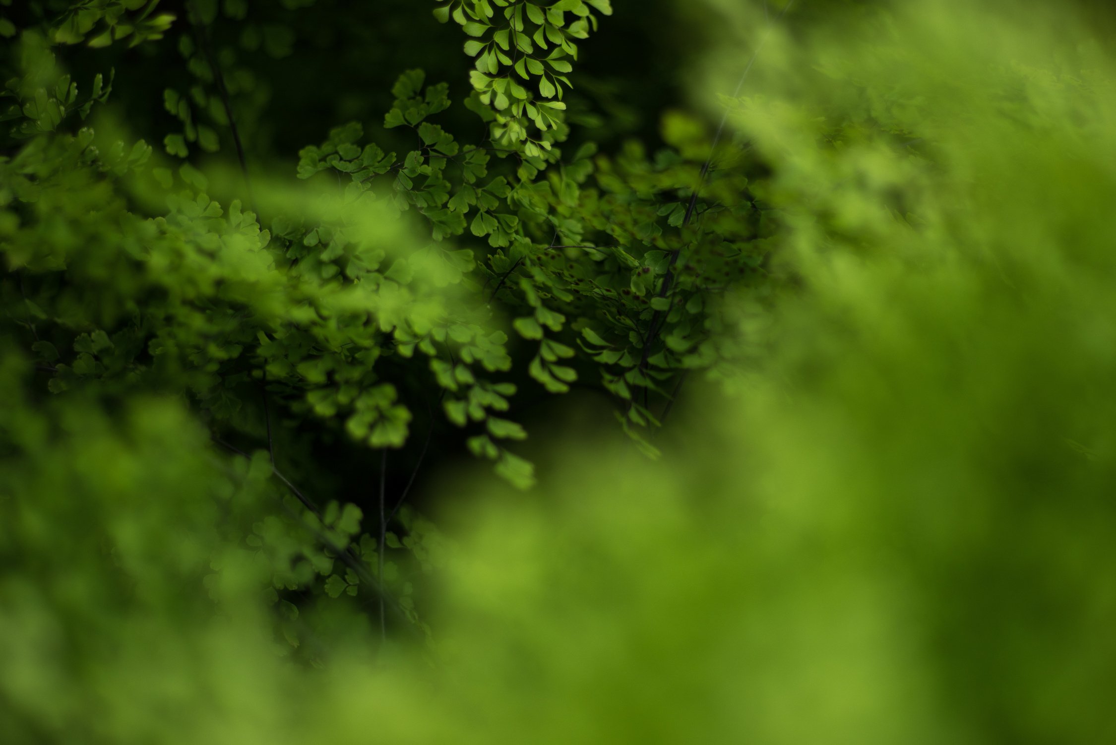 Foliage plant,Tropical plant