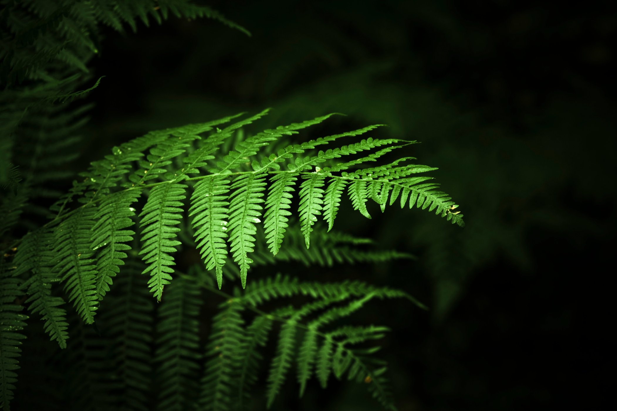 Ferns